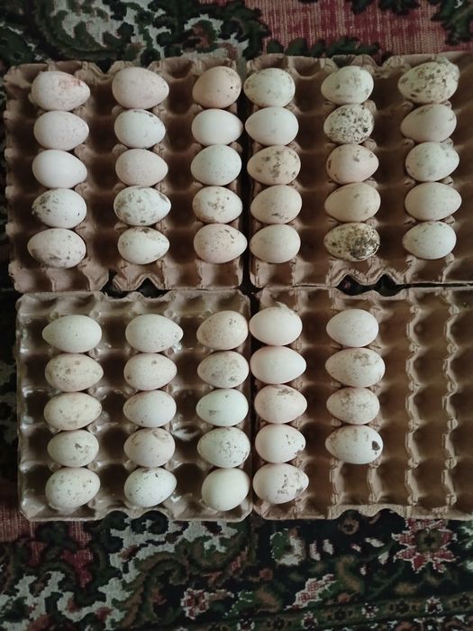 Kurkalar va tuxumlari sotiladi