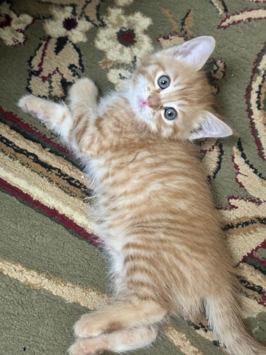 А!Прелестные котик!