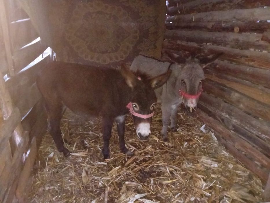 Vând sau schimb caii si măgari