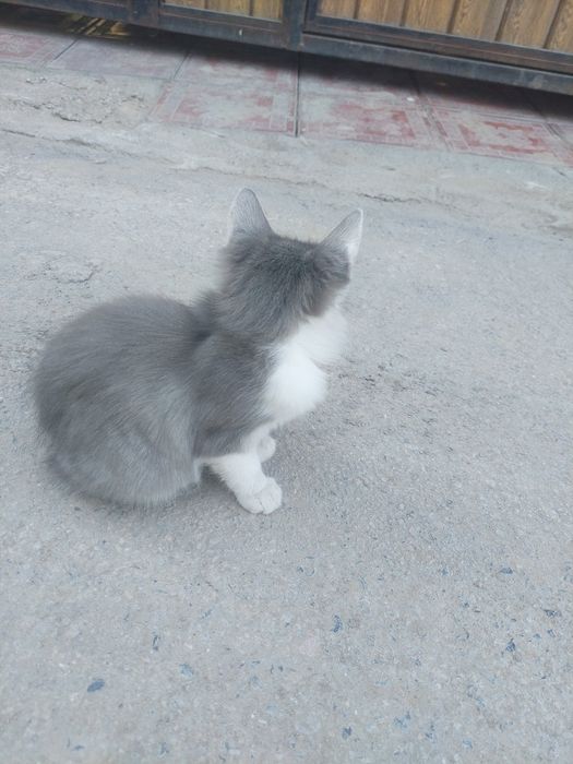 Отдам котят в хорошие руки