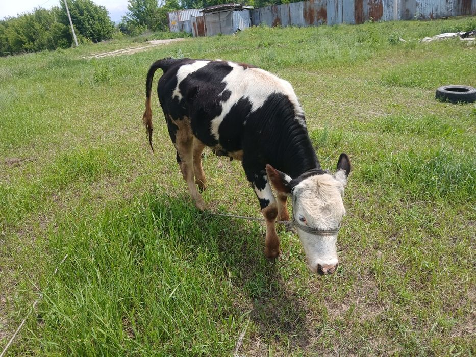 Продам  Каровый срочно.