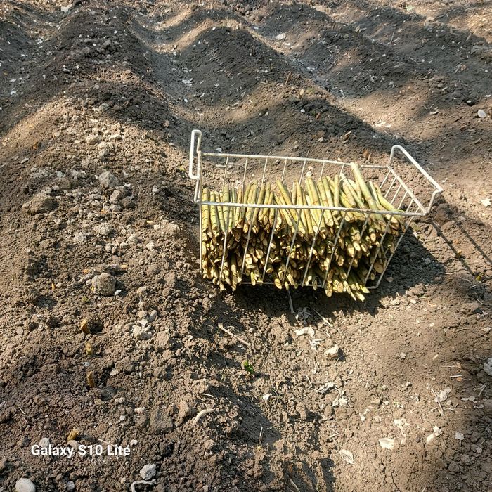 Kaliforniya Ko‘chat va qalamchalari