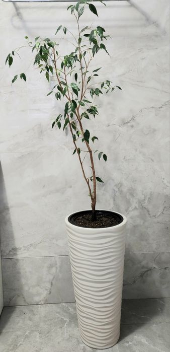 Фикус Бенджамина 150см