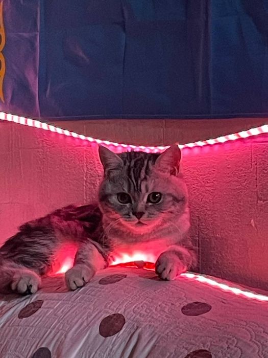 Отдам даром кошку в добрые руки