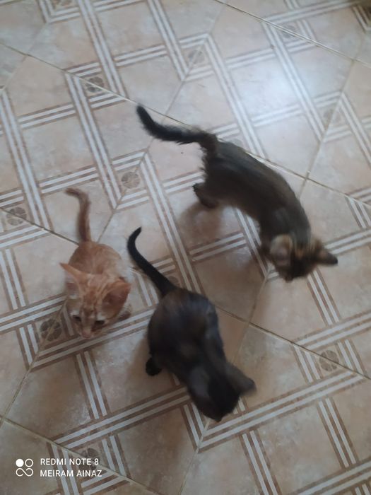 Срочна мысык берем