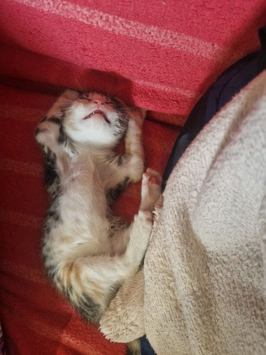 Donez 3 pui de pisica