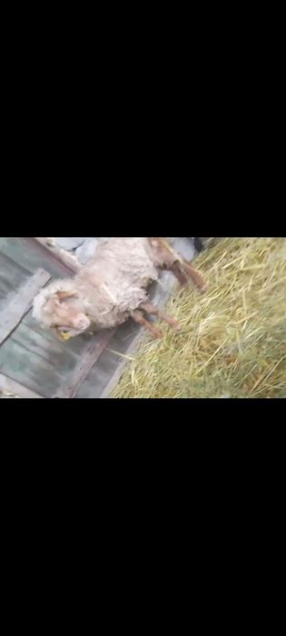 Продам баран распродажа