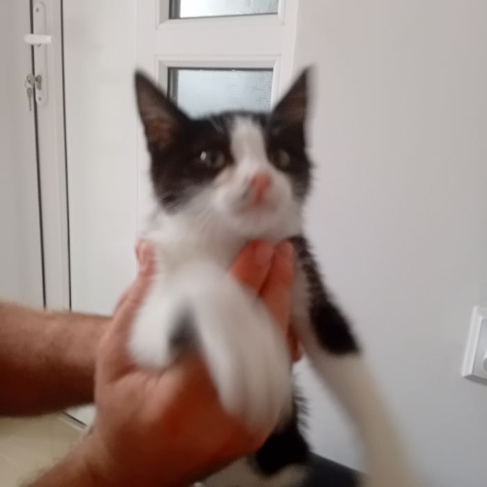 Donez pisica negru cu alb