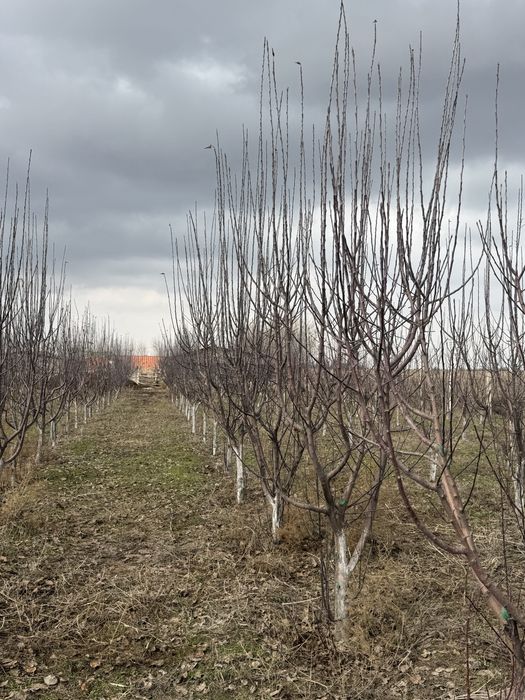 Саженцы,алмалар,яблока