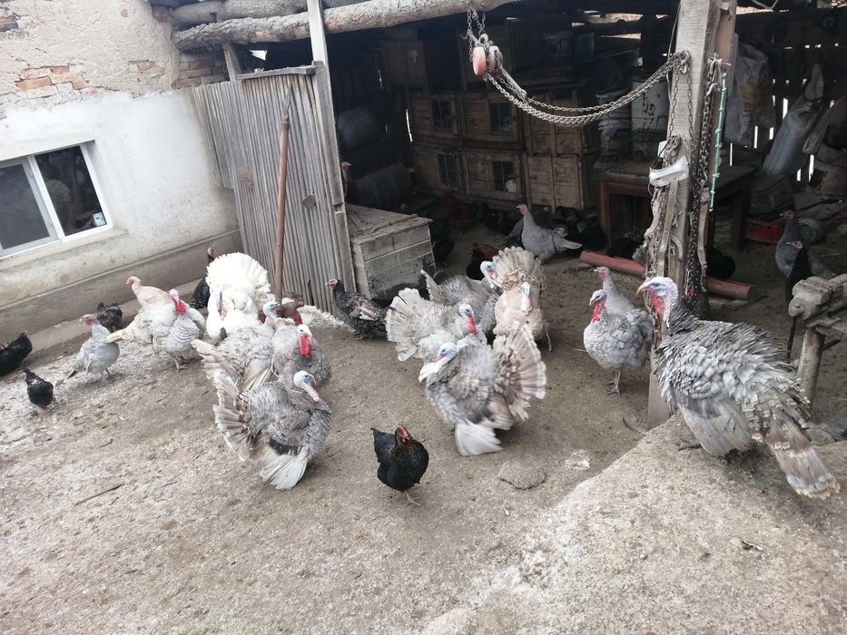 Vând curcani de casă.