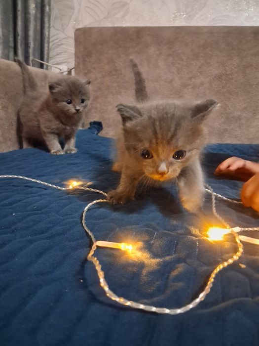 Отдам котят бесплатно.