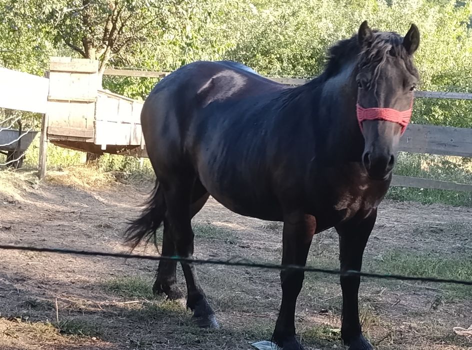 Vând sau schimb mânză de doi ani montata ,ecografia ta  cu  manza murga  sau iapa din cat grea