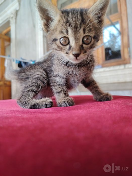 Продаются домашние котята!