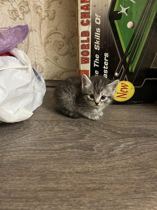 Котята ищут новый дом и хорошие добрые руки