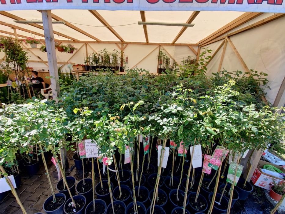 Oferta , trandafiri pomisor diferite culori