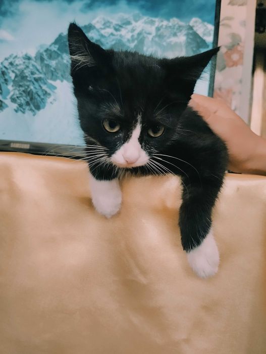 Биколорная покладистая кошечка , стерилизованная  в добрые руки