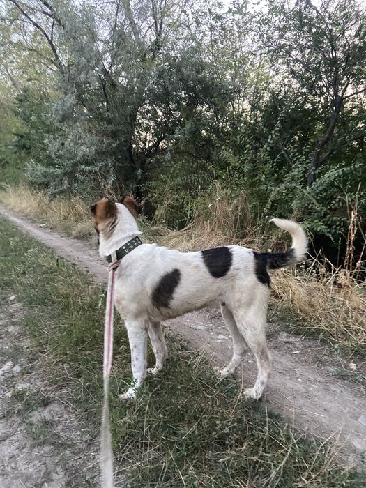 Алабай еркек