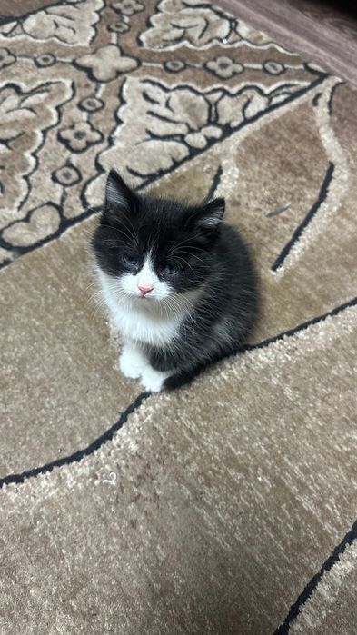 отдам котенка в добрые руки