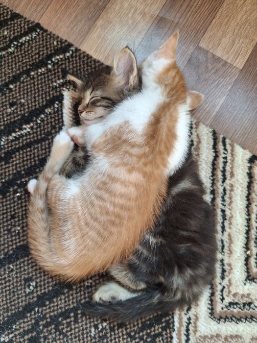 Отдам котят в добрые руки