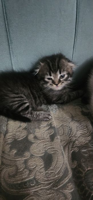 Продается Котята