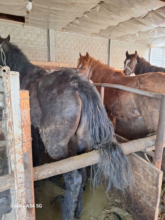 Жылқы бие.         .