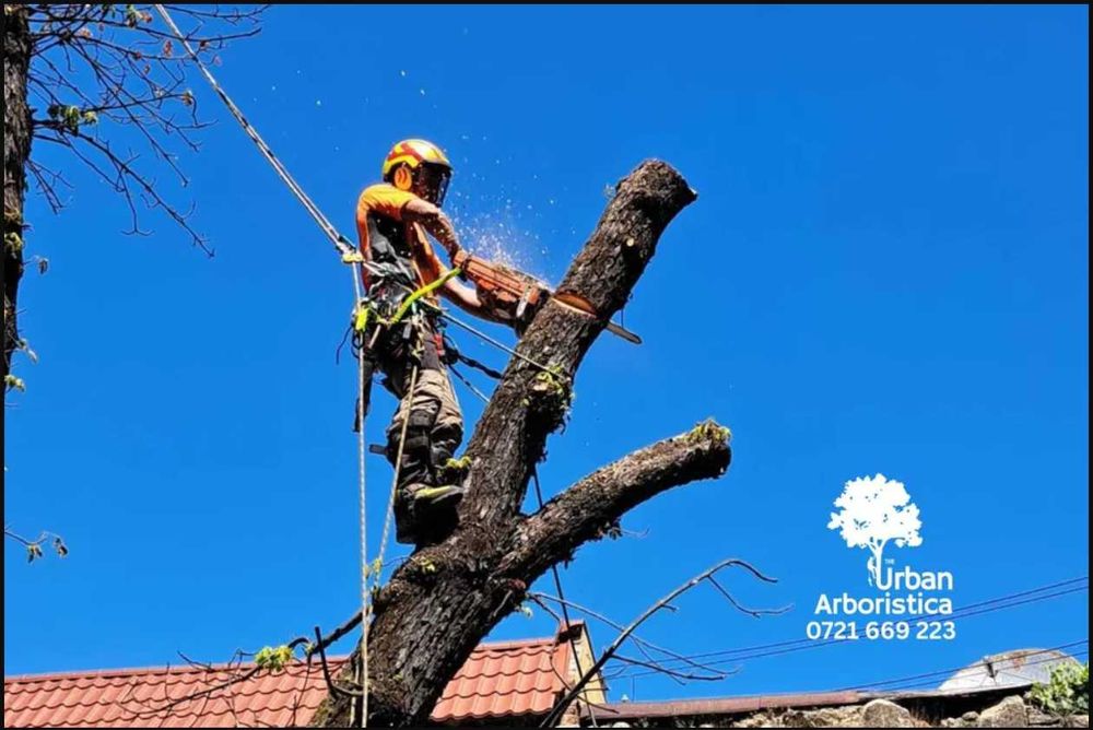 Toaletare Copaci Tăiere Arbori Defrișare Copaci Periculoși Gard Viu