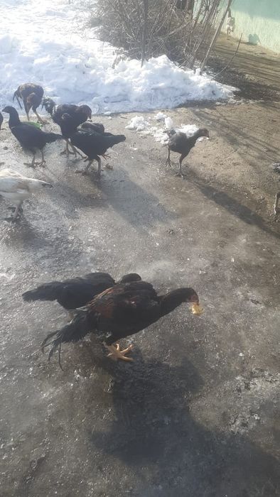 Сатылып кетт бытты