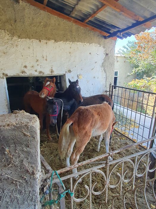 Тойлар сотилади.