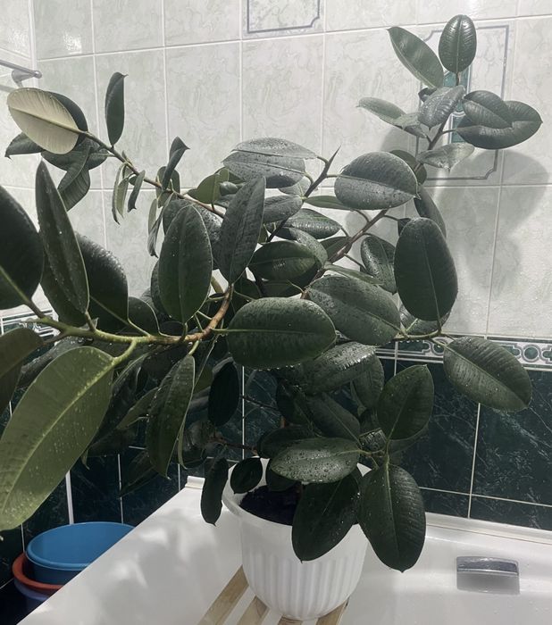 Продам комнатные растения