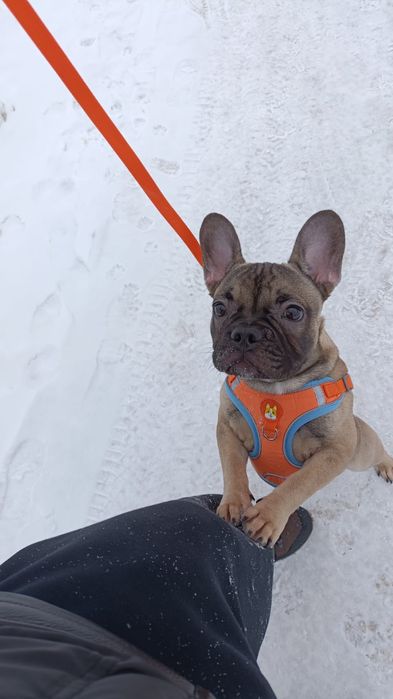 Французский бульдог 8месяцев
