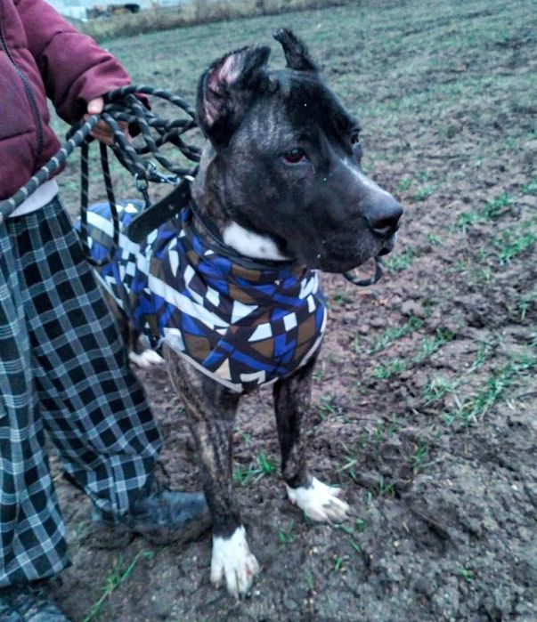 СРОЧНО! Кане-Корсо ТИГРОВЫЙ ГИГАНТ (60 см рост)