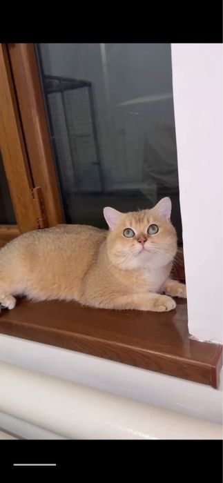 Вязка золото ny11