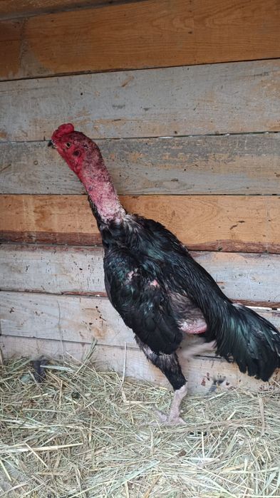 Продам дакана,,,