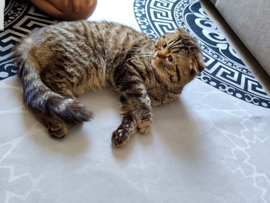 Отдам кота  в хорошие руки