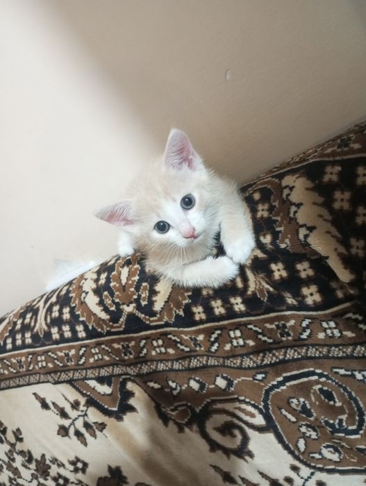 Отдам котенка мальчик