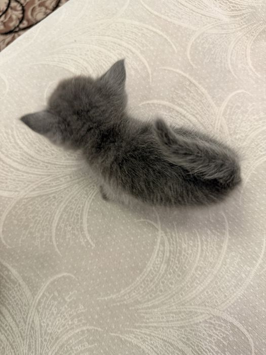 Котенок девочка