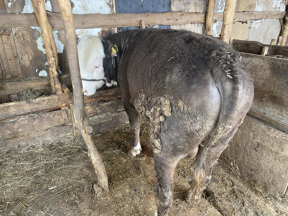 Продам двух бычков