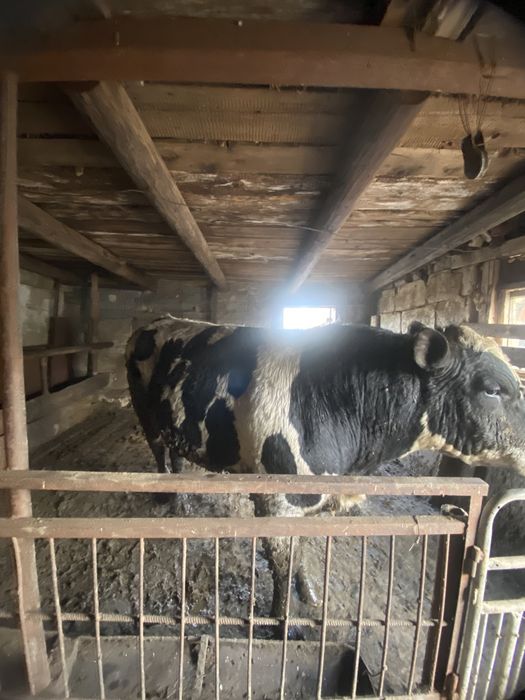 Бык породистый на табун