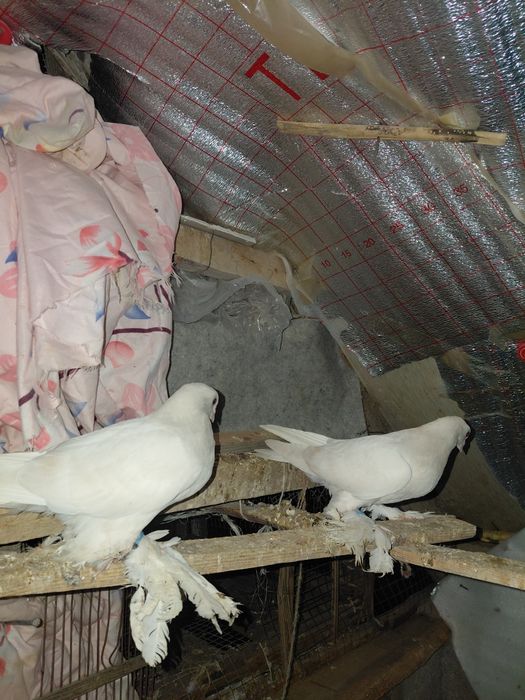 Тасманы белые читать описание !