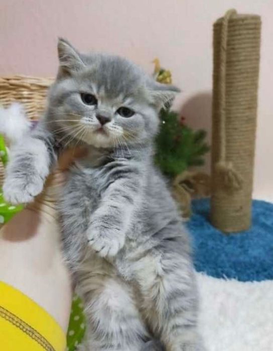 Шотландские малыши!