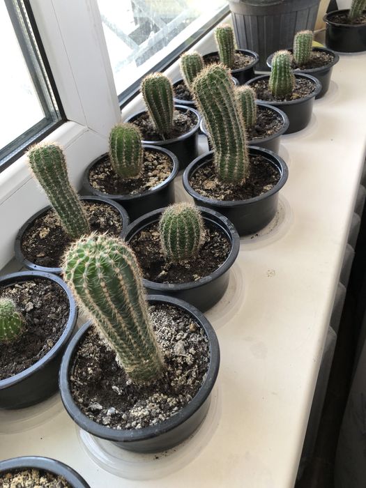 Продам кактус молодой