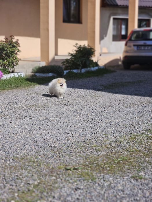 Pomeranian Femelă