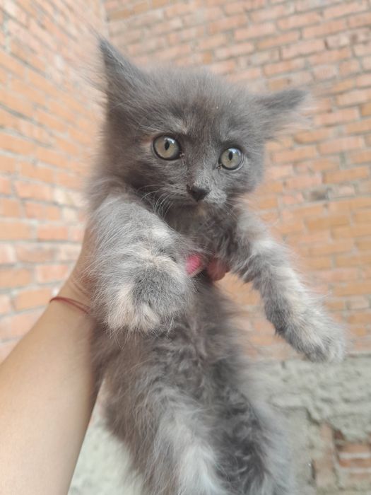 Срочно отдам котят