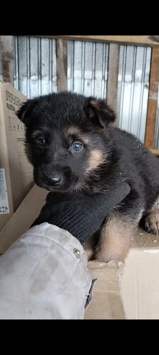 Щенки немецкой овчарки