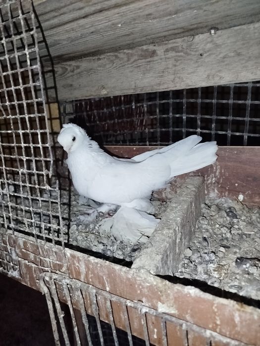 Нкоктатсттсьслслсдсььа