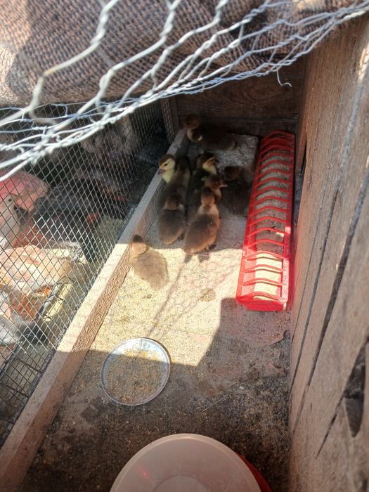 Boboci de rață mută cicolatie si pui de gaină