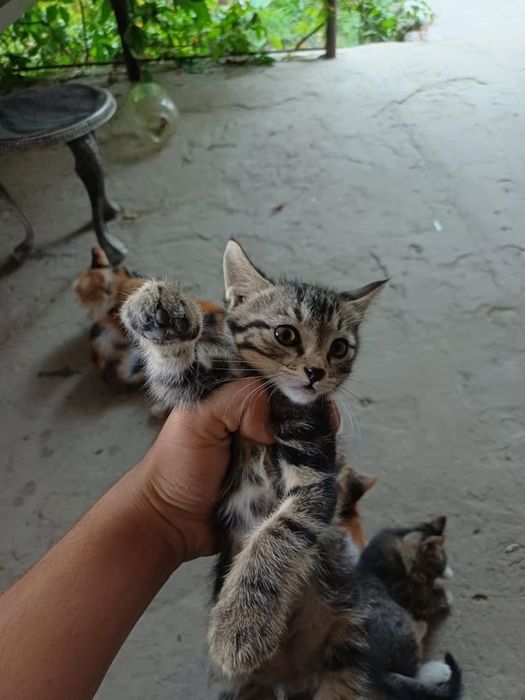 Отдам котят в заботливые и любящие руки