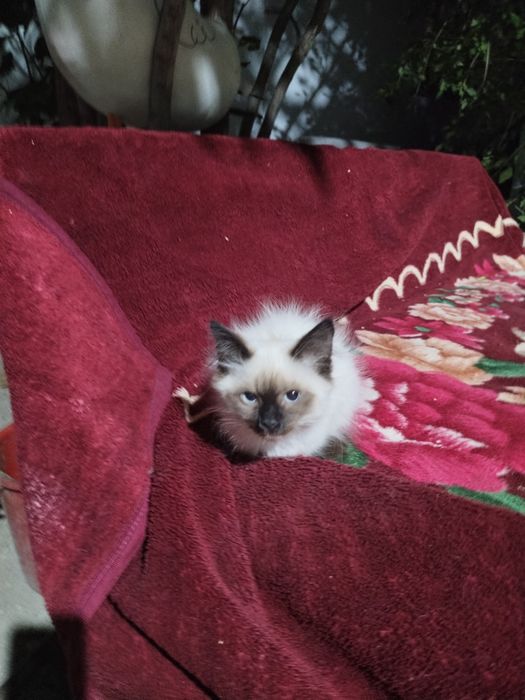 Отдам котят бесплатно