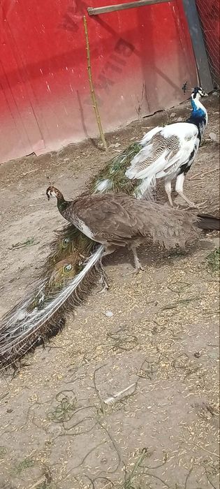 Vând păuni o femela si un mascul