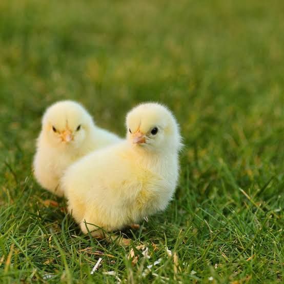 Jo'jachala bor domawniy.